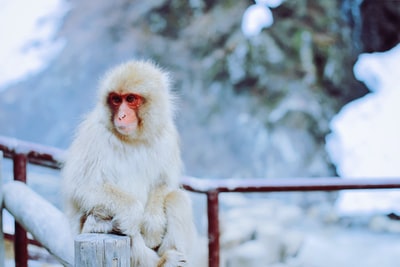 白色和红色猴子坐在棕色的木栅栏雪地形白天
